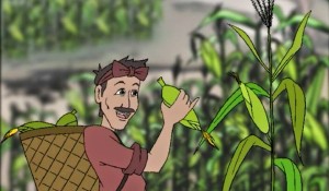 Chuyện người trồng ngô