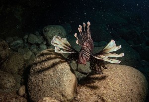 Những sinh vật dưới đáy đại dương