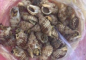 Xác định 2 loại ốc làm 1 người chết, 2 người cấp cứu