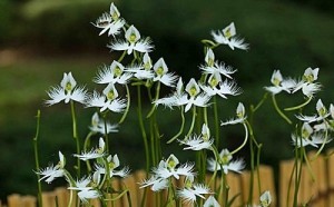 8 loại mù thường gặp