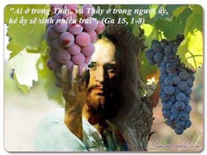 Chúa nhật 5 PS. Cành nho khô héo và cành nho tốt tươi