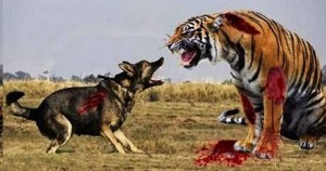 Hổ và chó điên