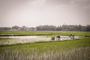 Văn hóa tiểu nông và thói khôn lỏi của người Việt