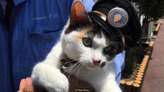 Cô mèo nổi tiếng làm trưởng ga tàu điện ở Nhật